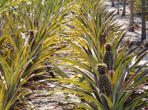Ananas Plantage Edel Nuss