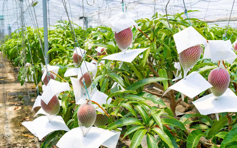 Mango Plantage Edel Nuss