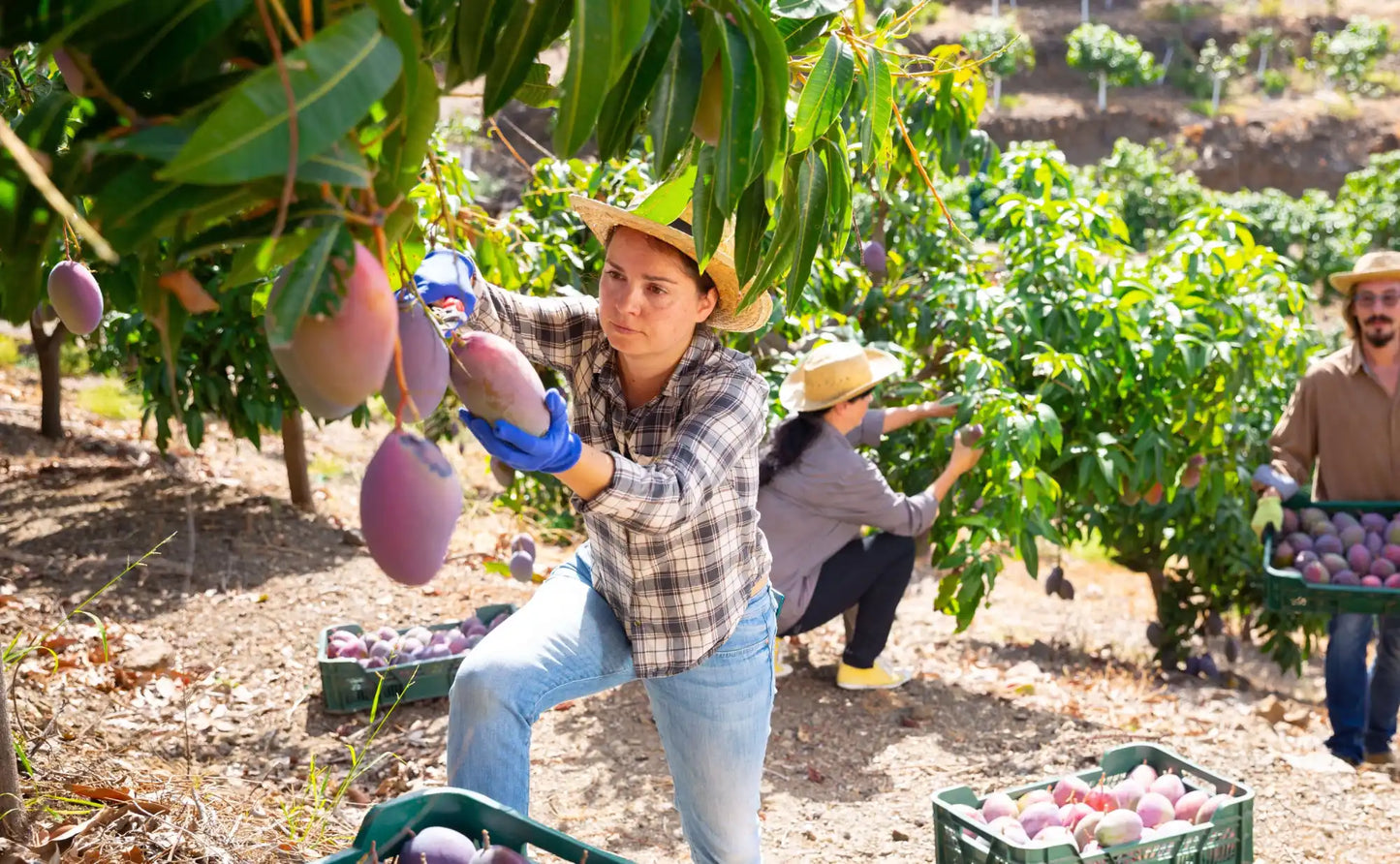 Menschen ernten reife Mangos.